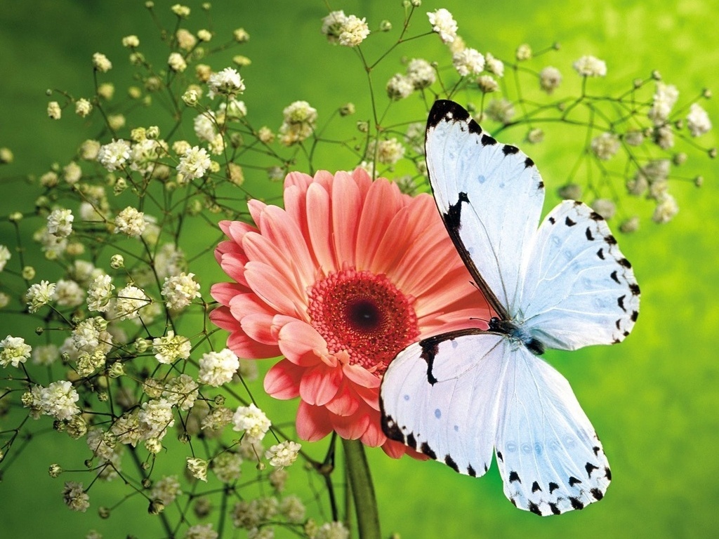 Gerbera and butterfly. online puzzle