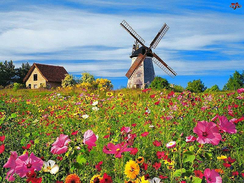 Windmühle und Blumen. Online-Puzzle