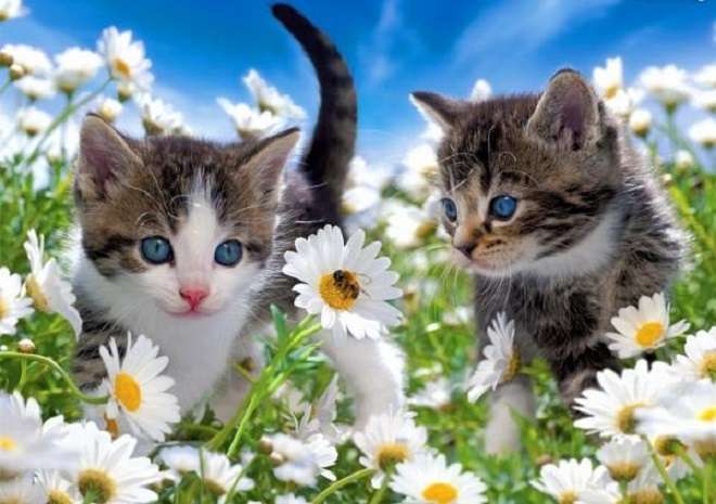 Katzen und Gänseblümchen. Puzzlespiel online