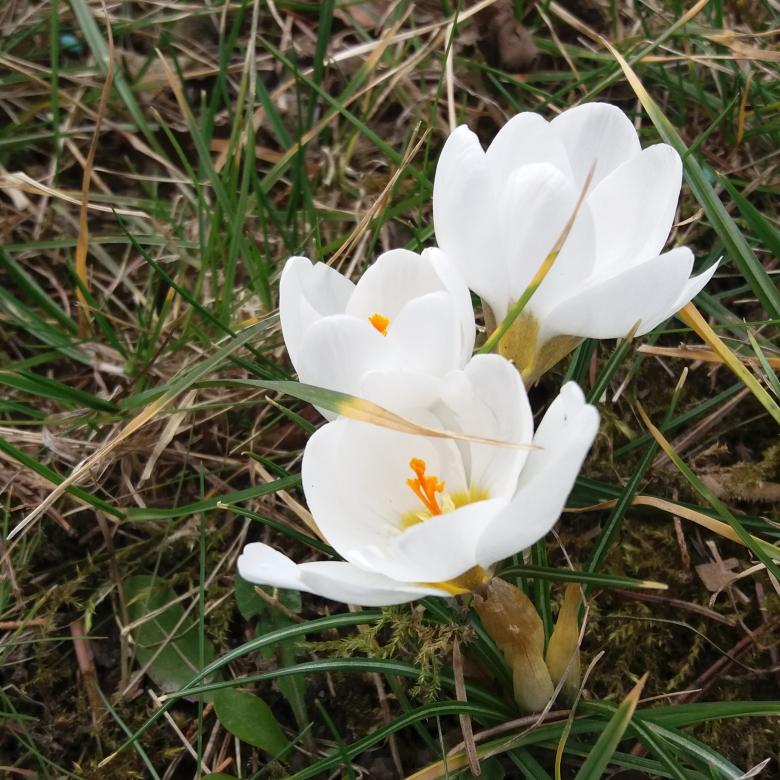 flores da primavera no jardim quebra-cabeças online