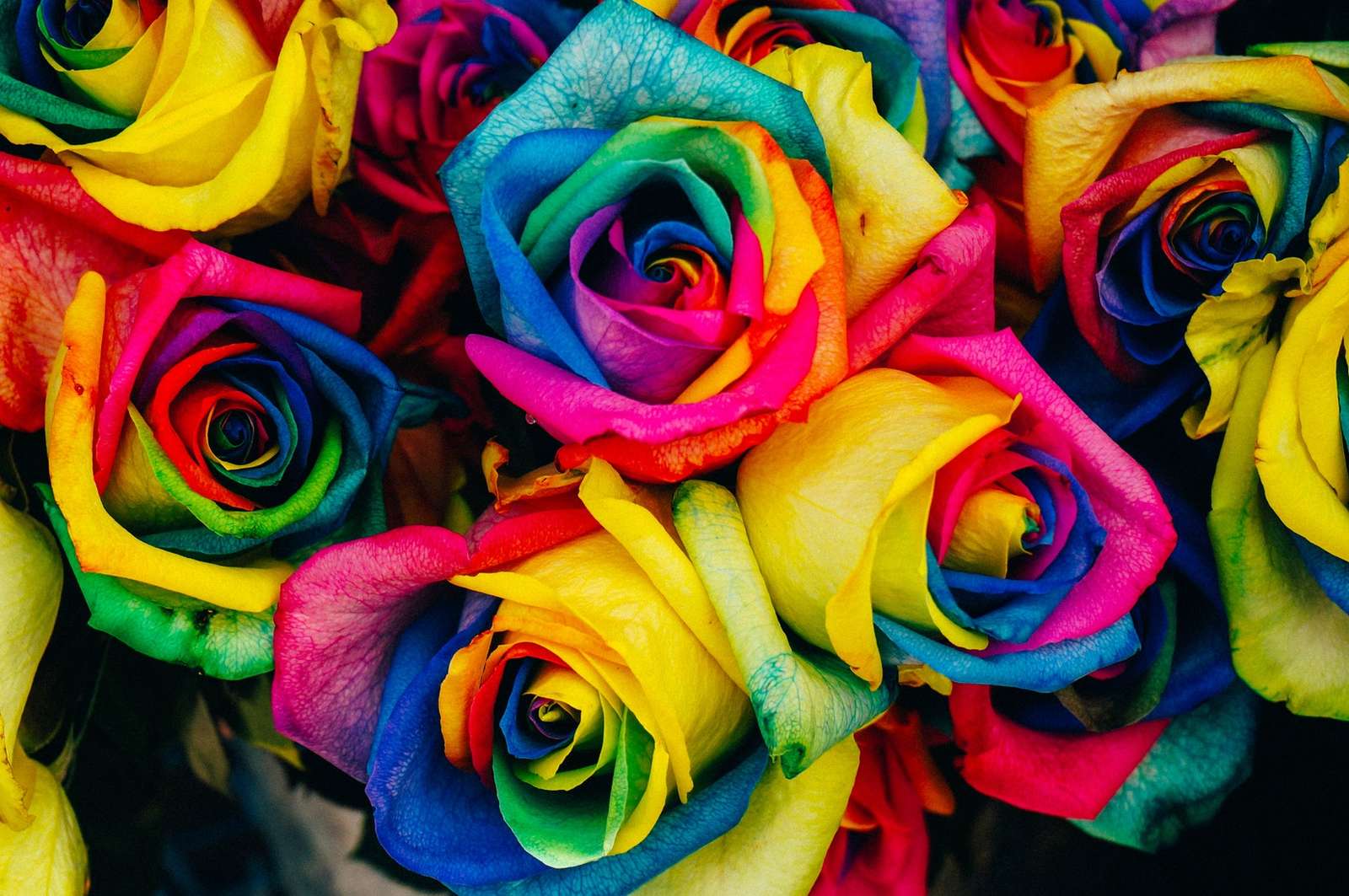 Rosas coloridas para o dia da mulher puzzle online