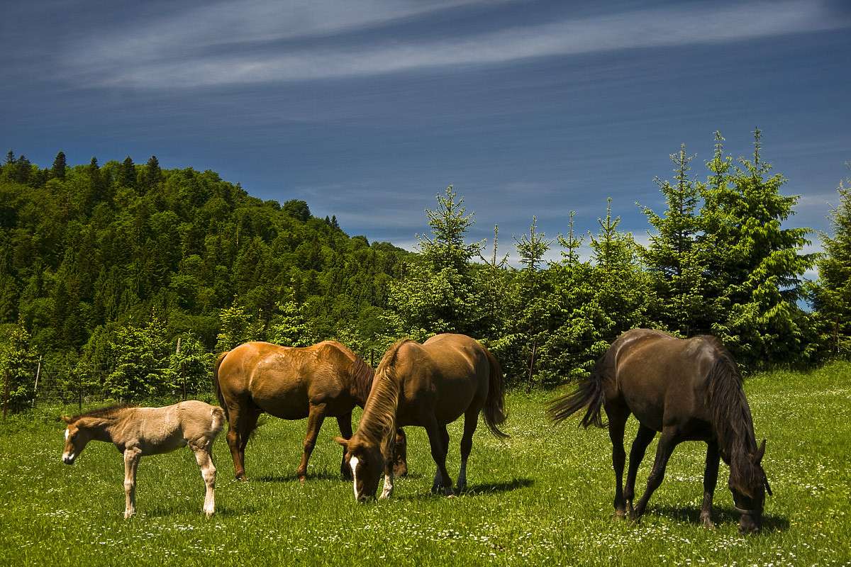 Pferde auf Rusinowa Polana Puzzlespiel online