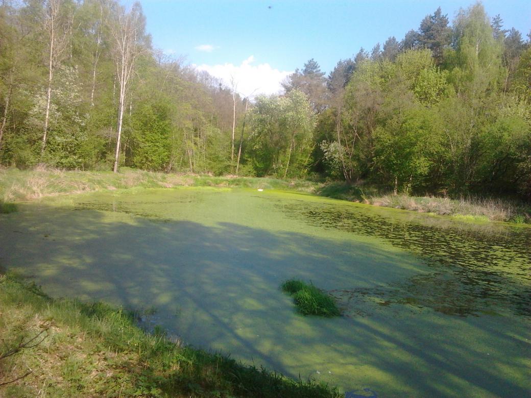 λίμνη στο Bory Tucholskie online παζλ