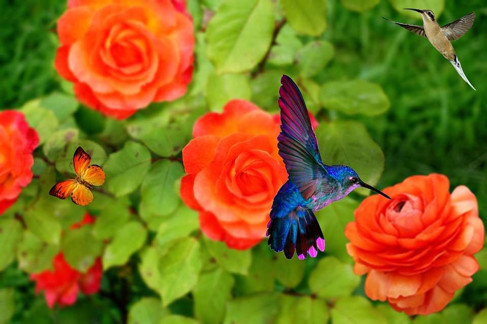 Kolibrie en rode rozen. online puzzel