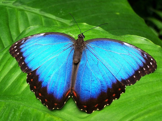 Blauwe vlinder. legpuzzel online
