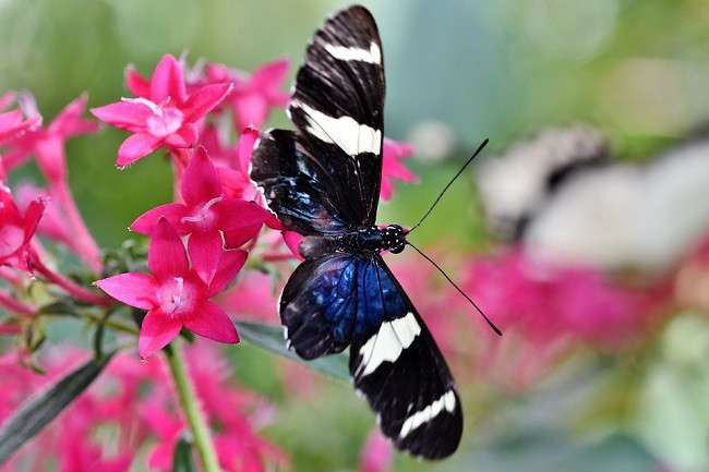 Motýl na Phloxu. online puzzle