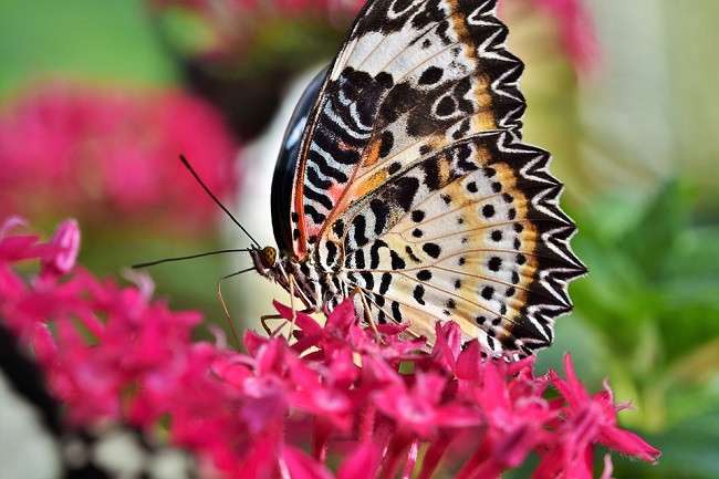 Kleurrijke vlinder. online puzzel