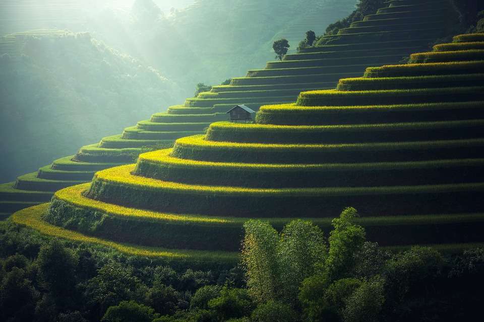 Terrassenförmig angelegte Reis Online-Puzzle