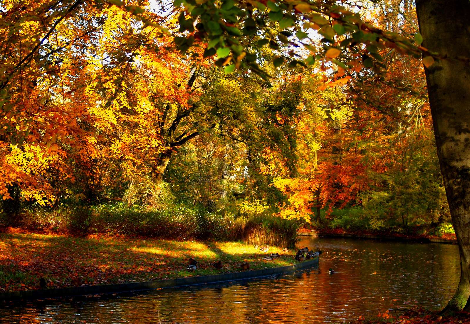 Slunečný podzim, podzimní listí, podzimní listí online puzzle