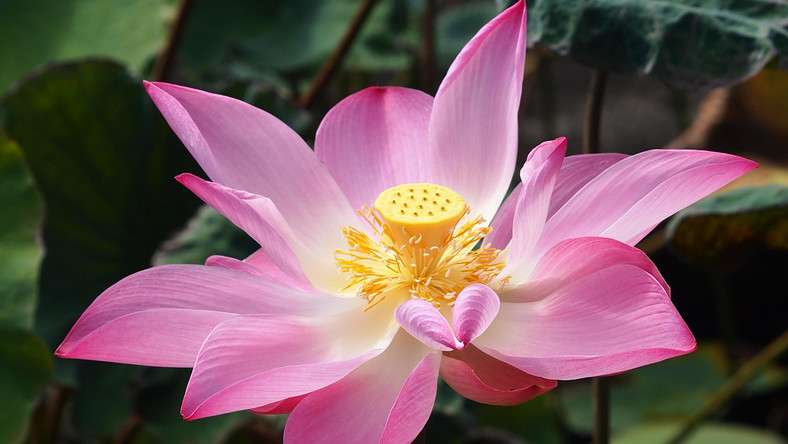 Lotus blomma Pussel online