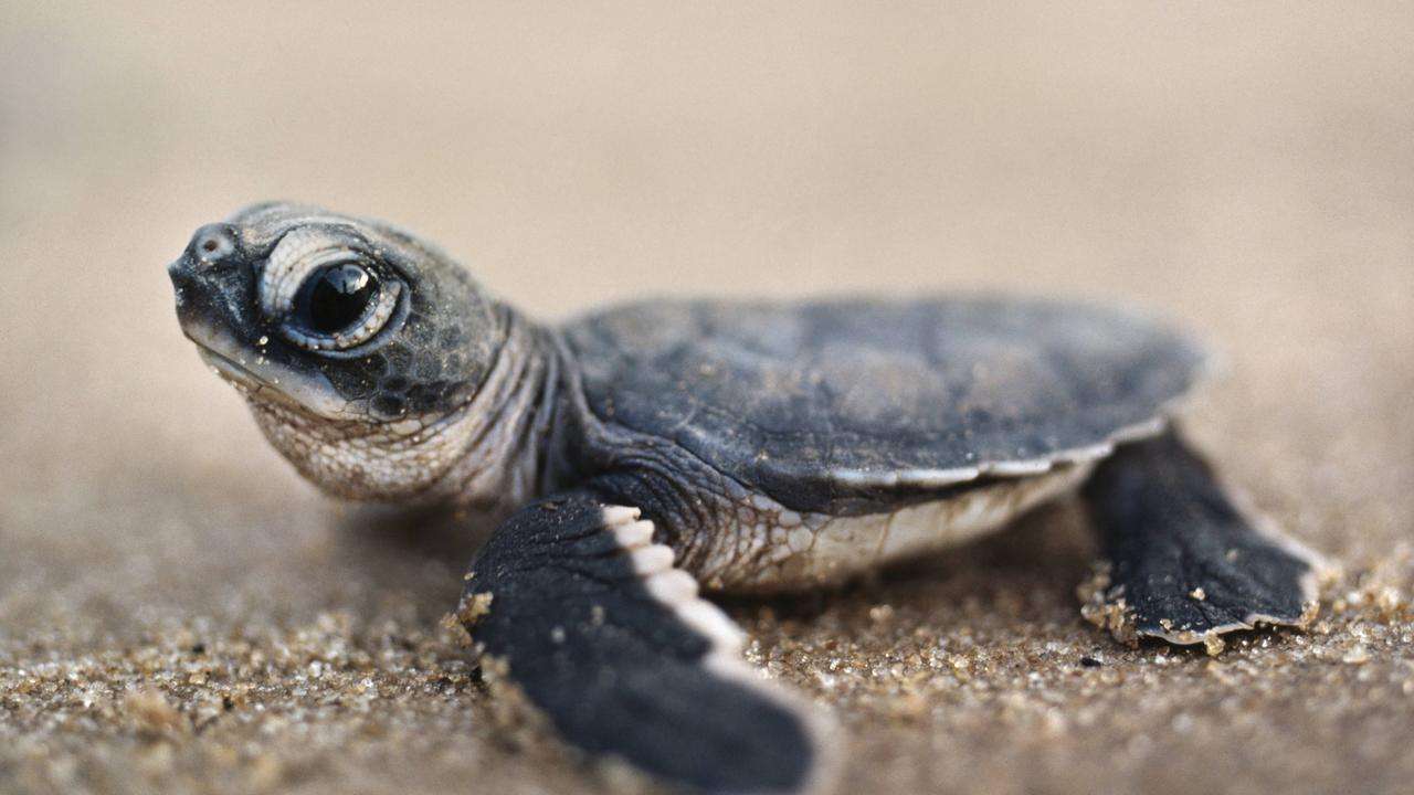 χελώνα παζλ online