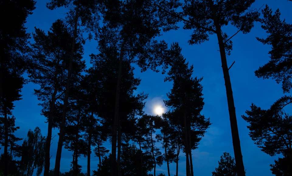 Luna sobre un bosque de pinos. rompecabezas en línea