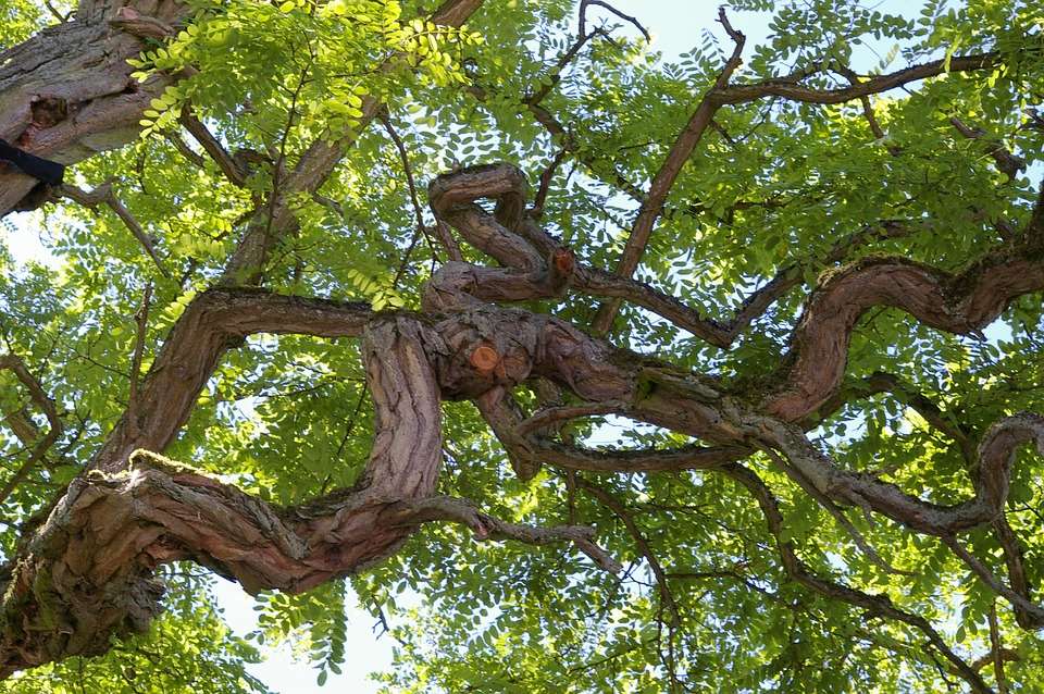 Κλαδιά ενός παλιού δέντρου παζλ online