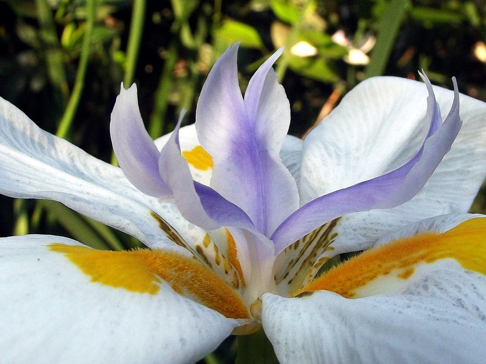 Красивый цветок - Ирис. пазл онлайн