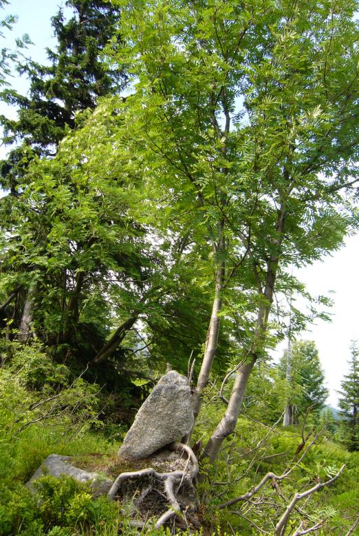 Дърво с камъни онлайн пъзел