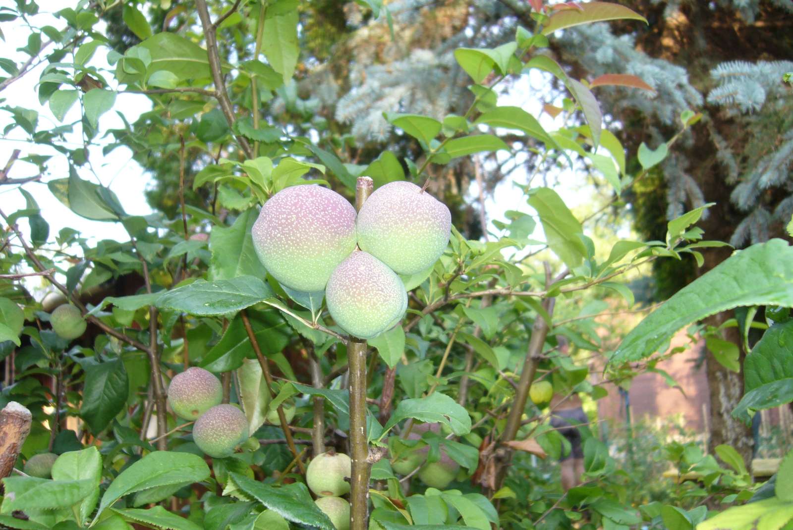 Quince tree jigsaw puzzle online