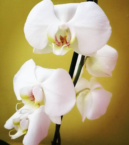 Orquídea. rompecabezas en línea