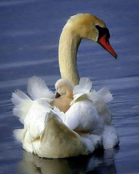 Swan. online puzzle