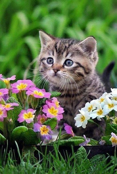 Kitty, Cara e dolce gattino micio puzzle online