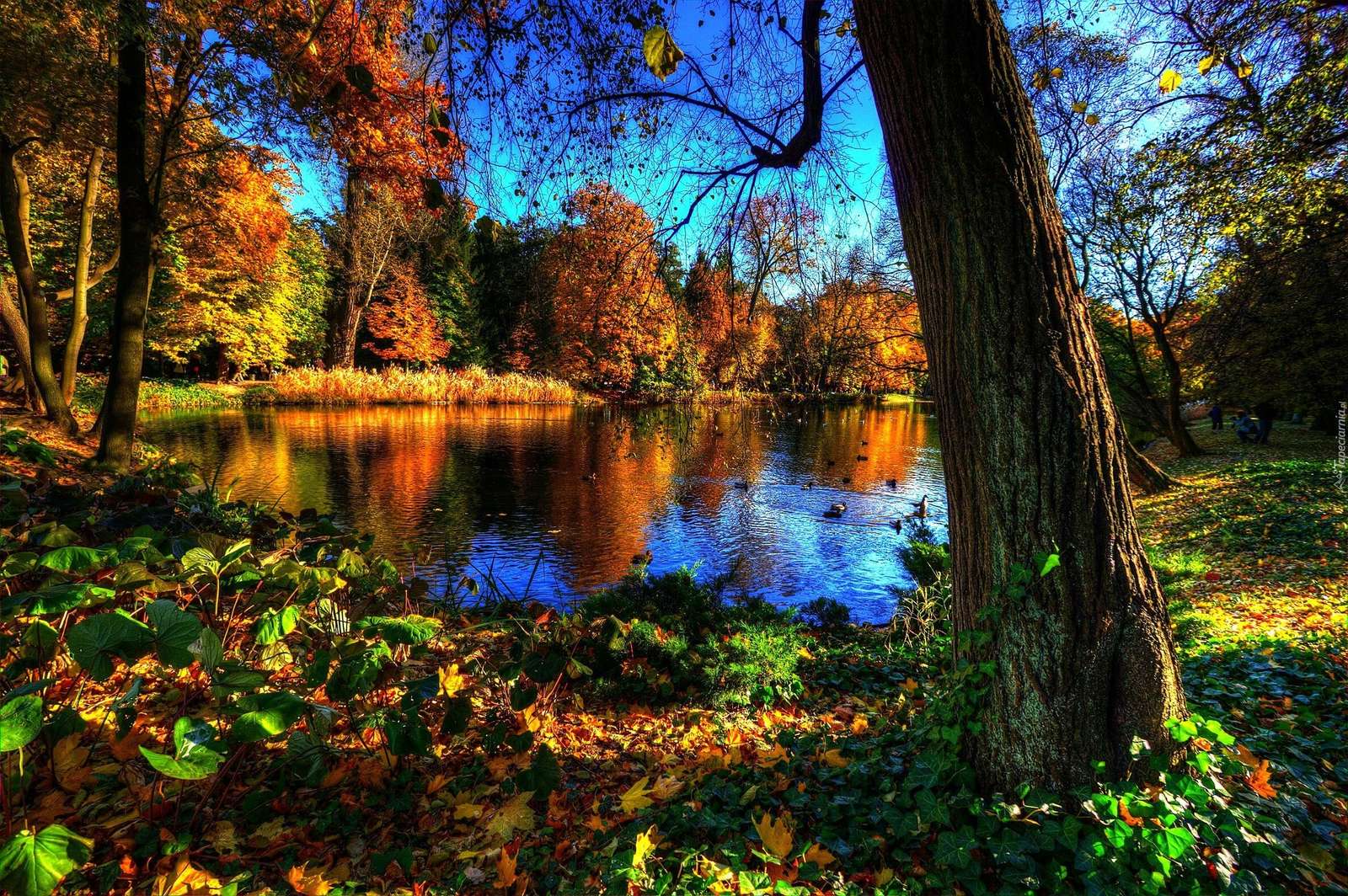 Mesés kilátás, őszi levelek online puzzle
