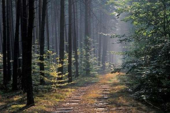 At dawn in the forest. jigsaw puzzle online