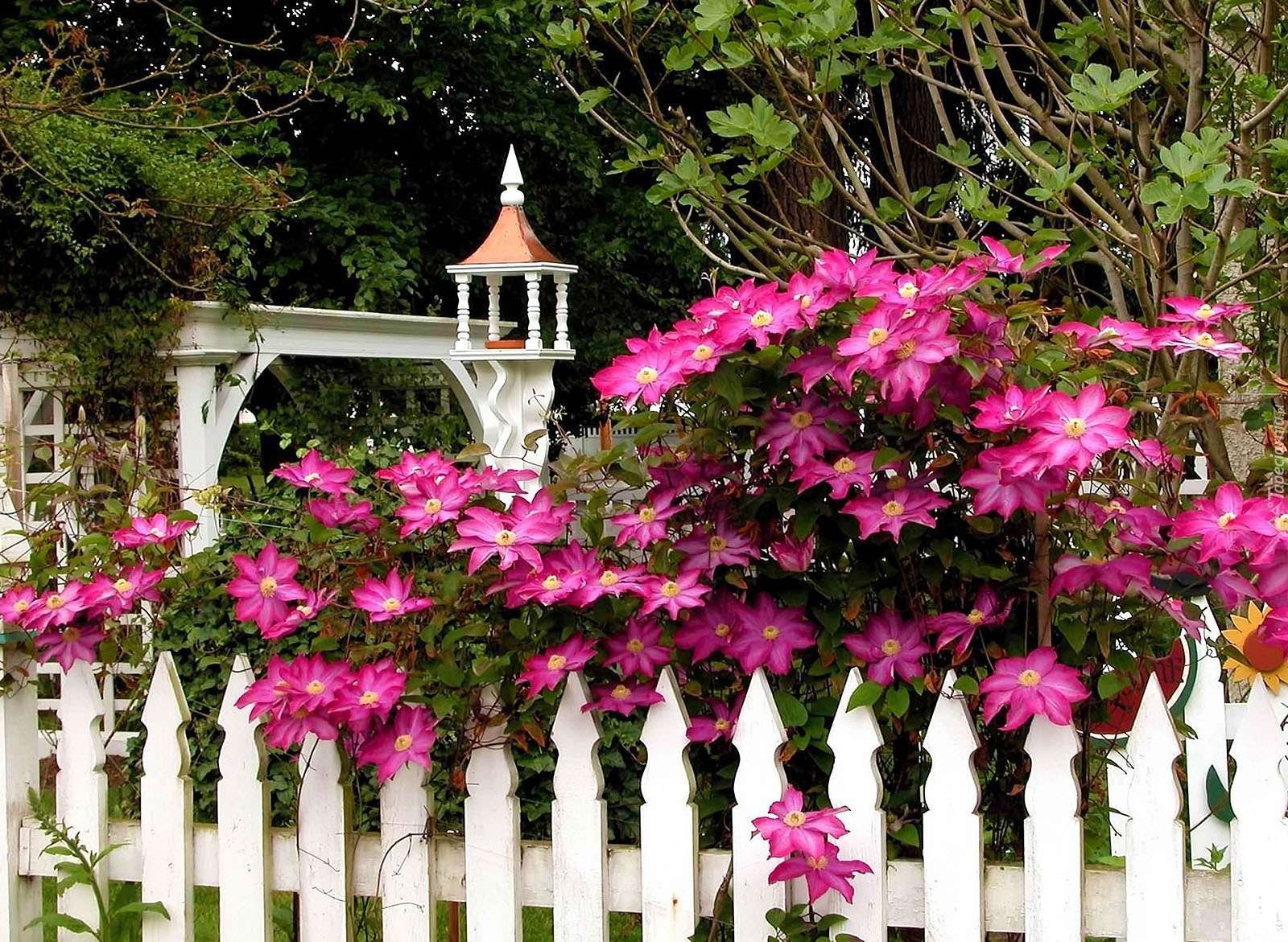 Clematis on a white fence. jigsaw puzzle online