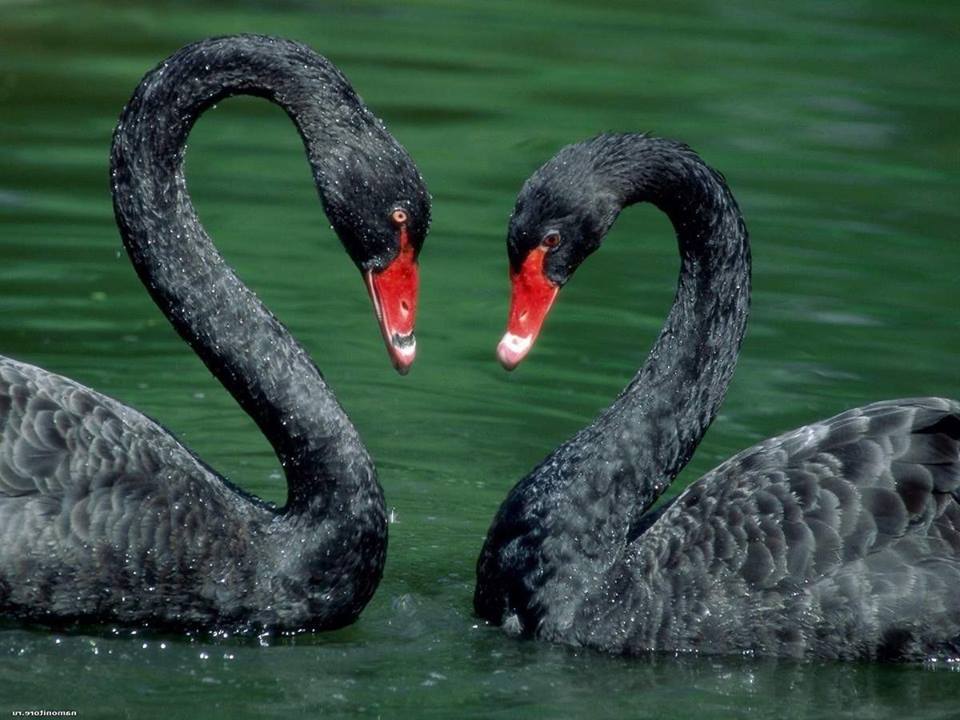 Två vackra svarta svanar. pussel på nätet