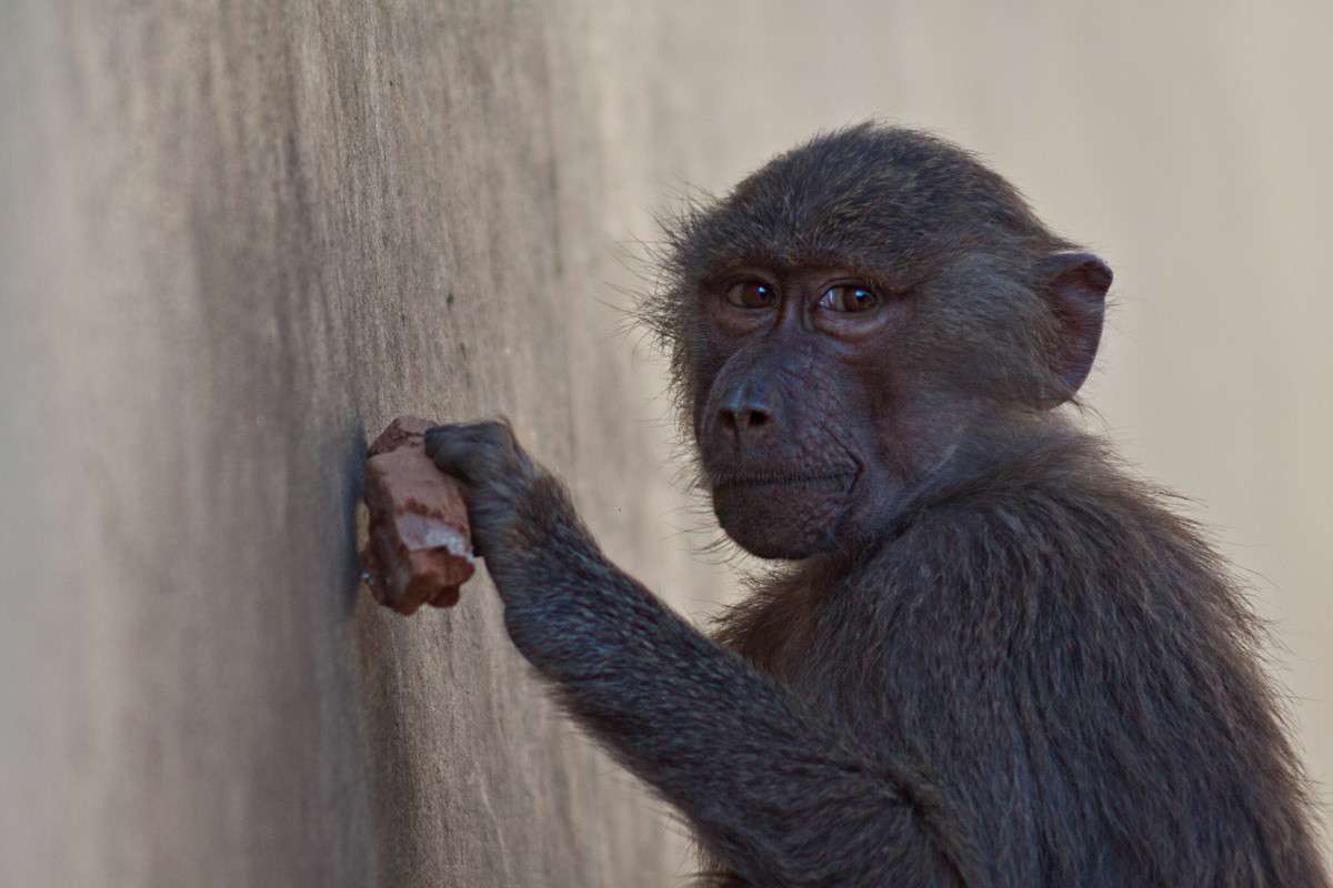 Um macaco adorável puzzle online