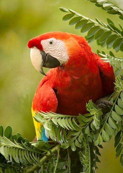 En vacker färgglad papegoja. Pussel online