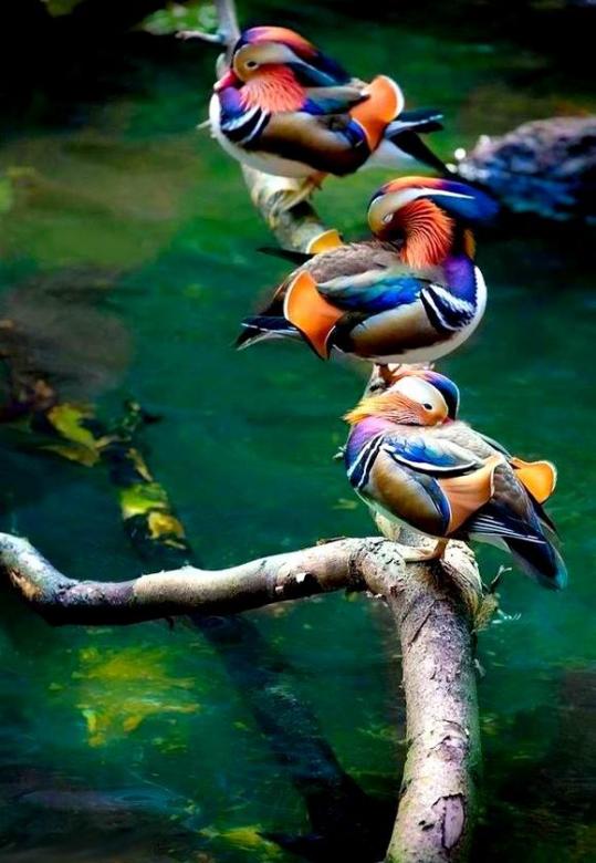 Păsări colorate pe ramuri. puzzle online