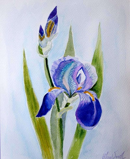 Blå iris. Pussel online