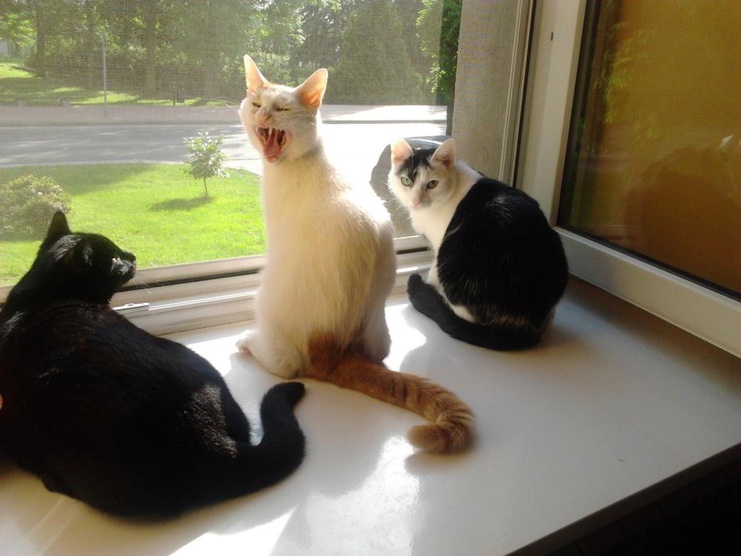 γάτες δίπλα στο παράθυρο παζλ online