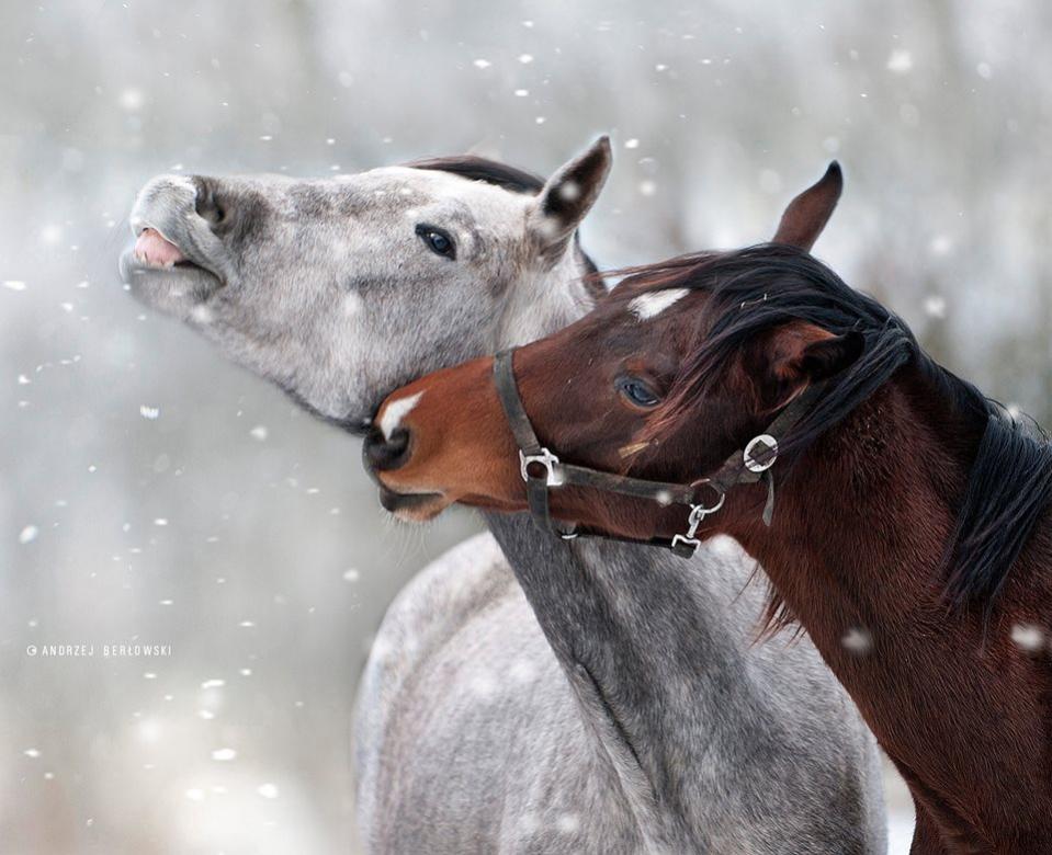 Twee prachtige paarden. online puzzel