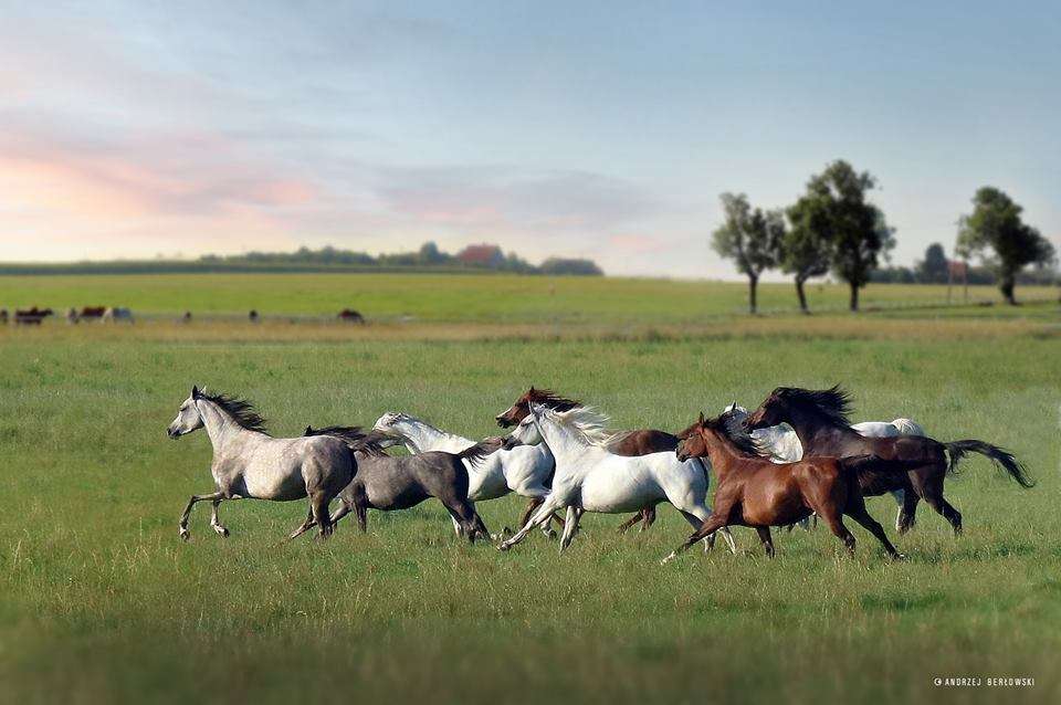 Flockar med snabba hästar. Pussel online