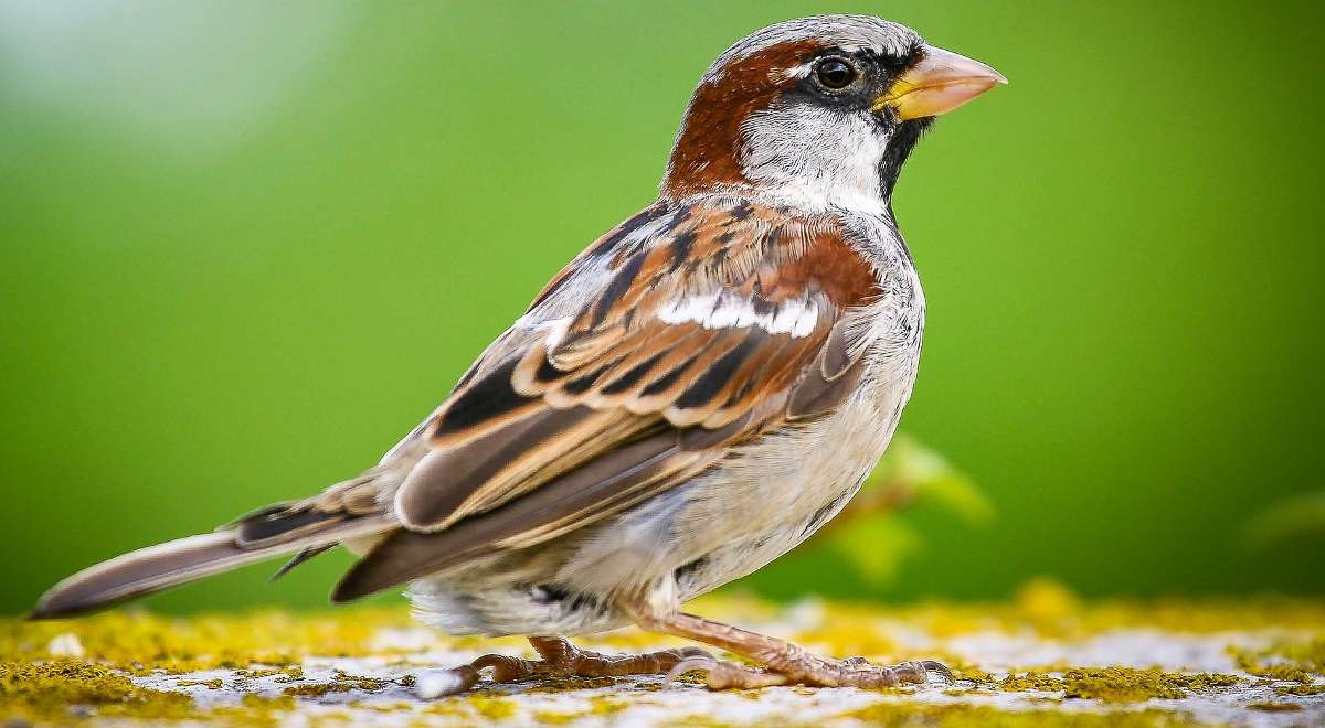 Beautiful sparrows online puzzle