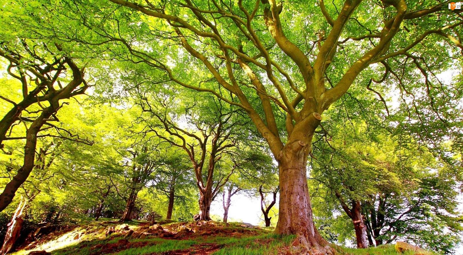 Wonderfully green trees jigsaw puzzle online