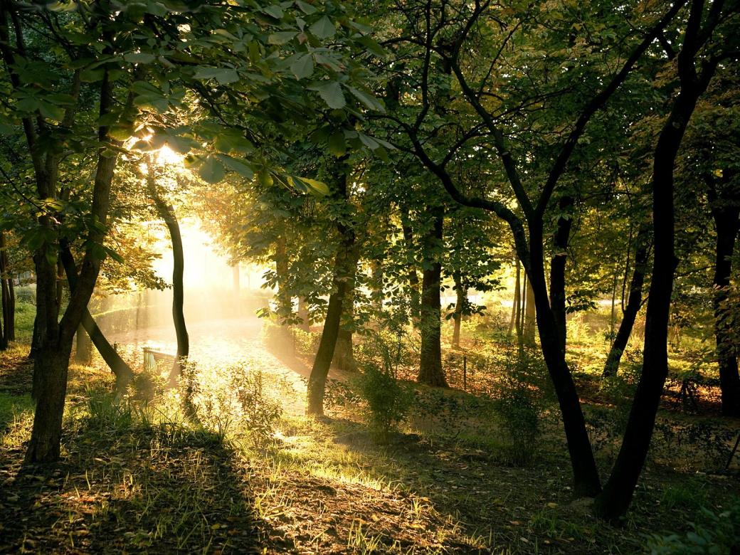 Slunce proniká do lesa online puzzle