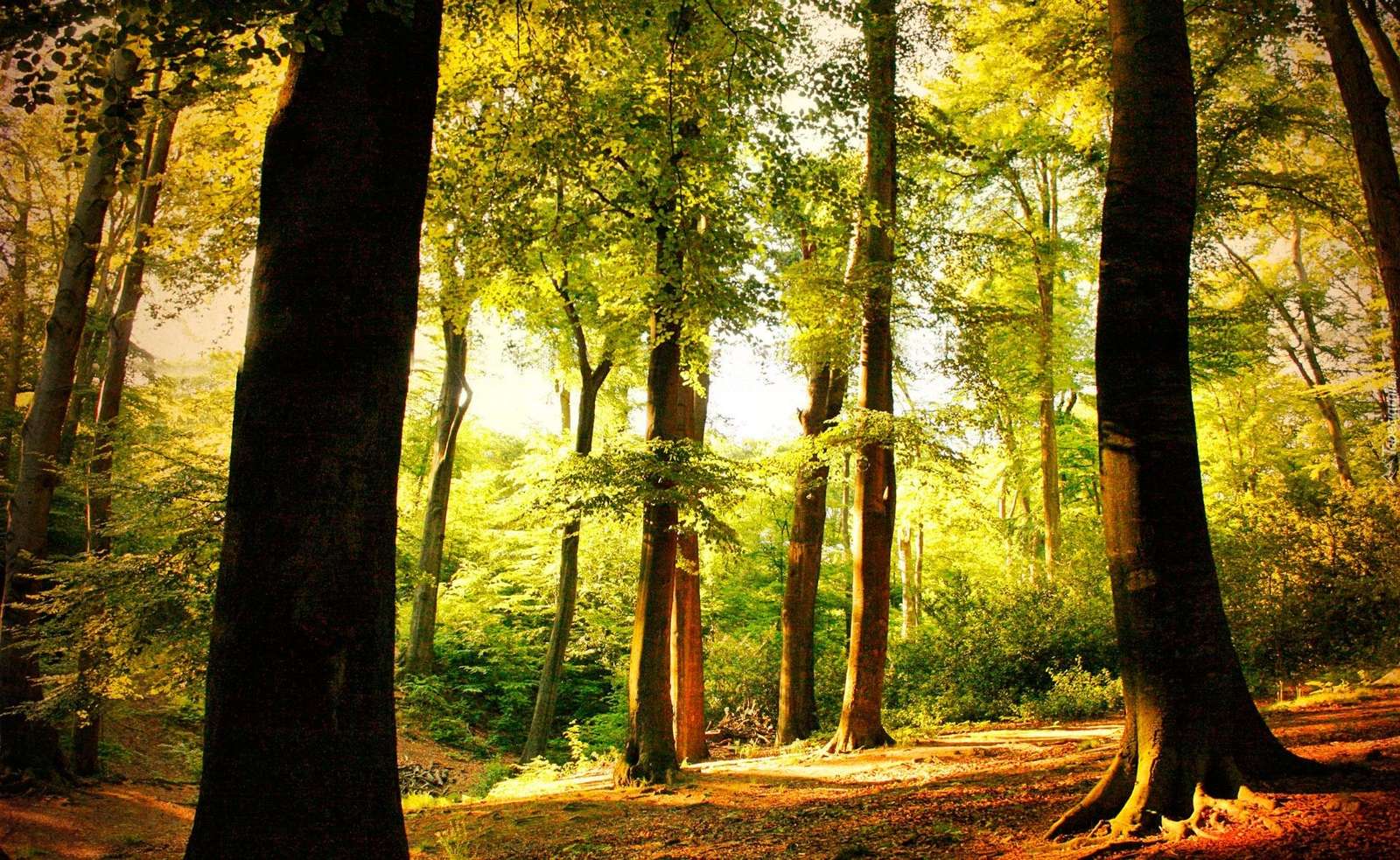 Az erdő, egy napsütéses napon kirakós online