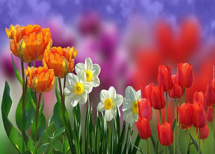 Spring. jigsaw puzzle online