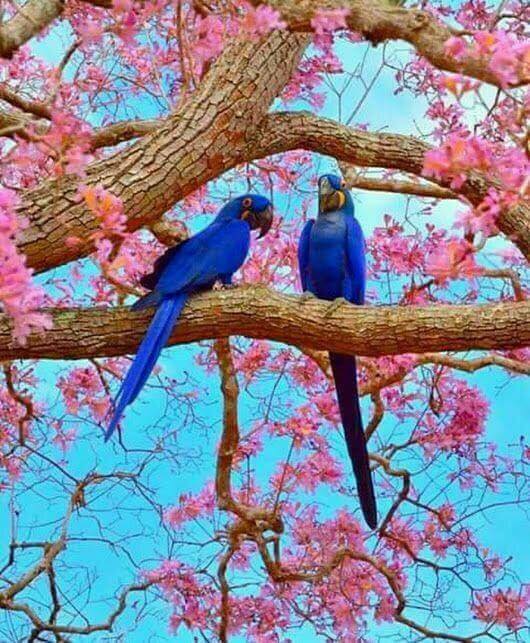 Två blå papegojor Pussel online