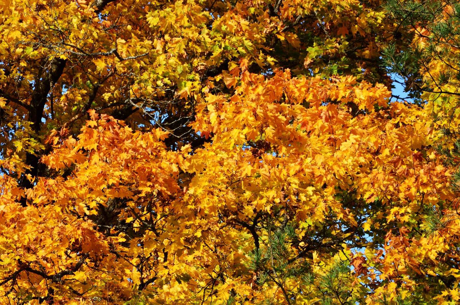 φθινοπωρινές γοητείες, φθινοπωρινά φύλλα παζλ online