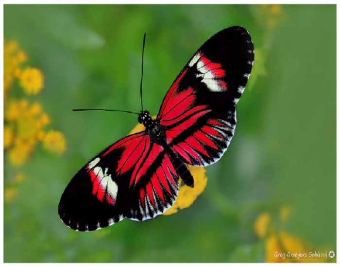 Butterfly    . online puzzle