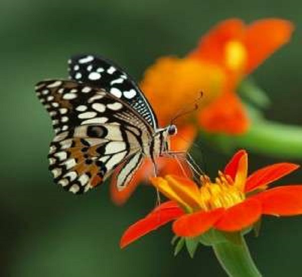 Butterfly. онлайн пъзел