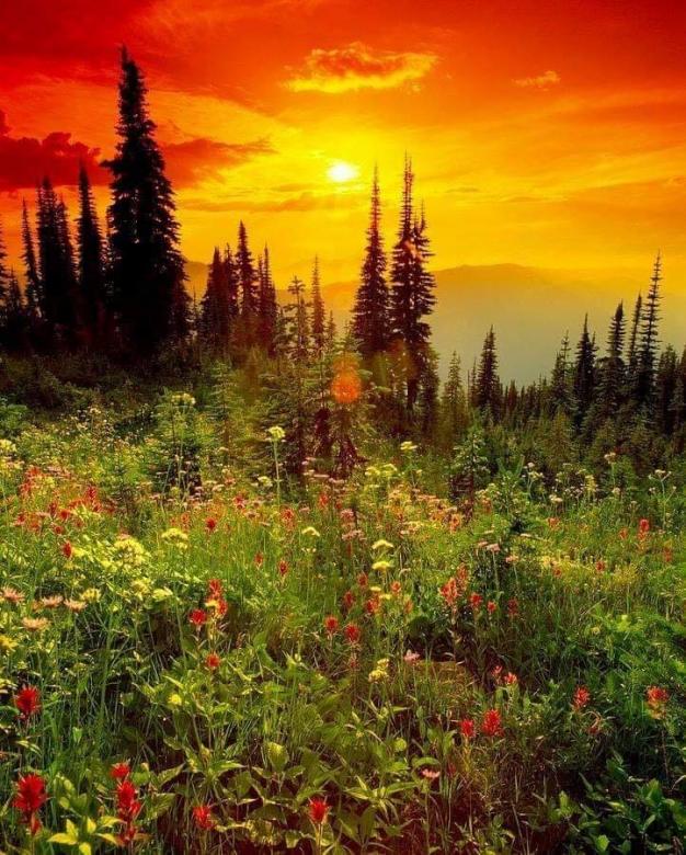 A mountain meadow at sunset online puzzle