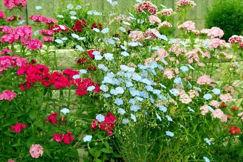 Πολύχρωμα λουλούδια κήπου. online παζλ