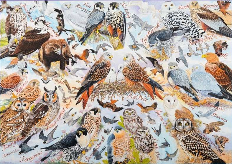 Birds of prey. online puzzle