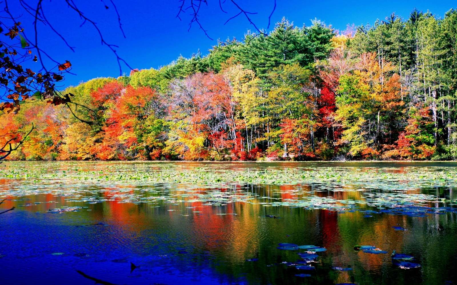 Fantastisch uitzicht, herfstbladeren online puzzel
