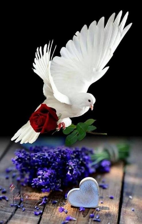Белый голубь с красной розой онлайн-пазл