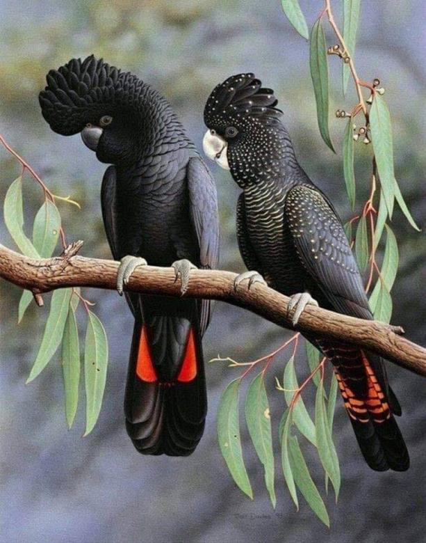 Zwei schwarze Papageien. Online-Puzzle