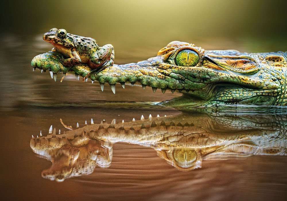Frog the risk-taker. jigsaw puzzle online